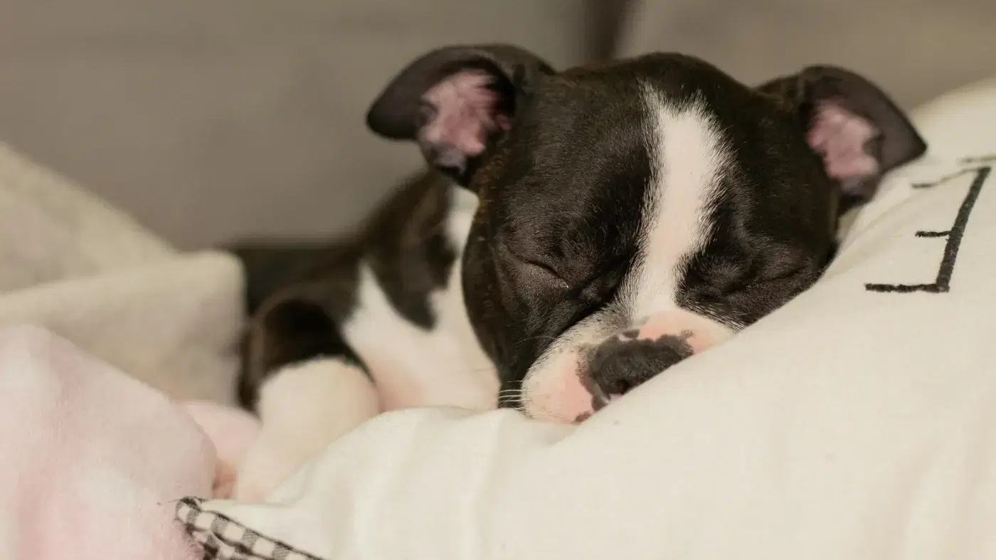 Boston terrier puppy sleeping and his resting heart rate being monitored